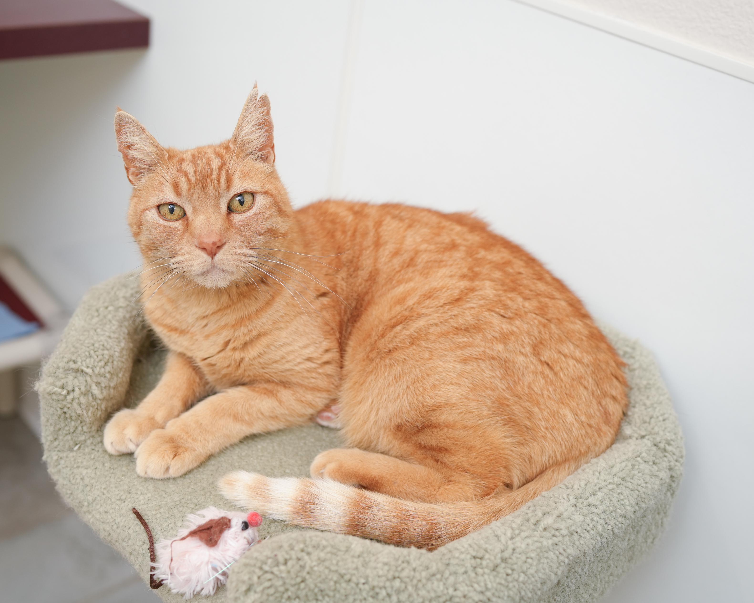 Barcelona, a ADOPTABLE Domestic Short Hair in Boise, ID image 1/5