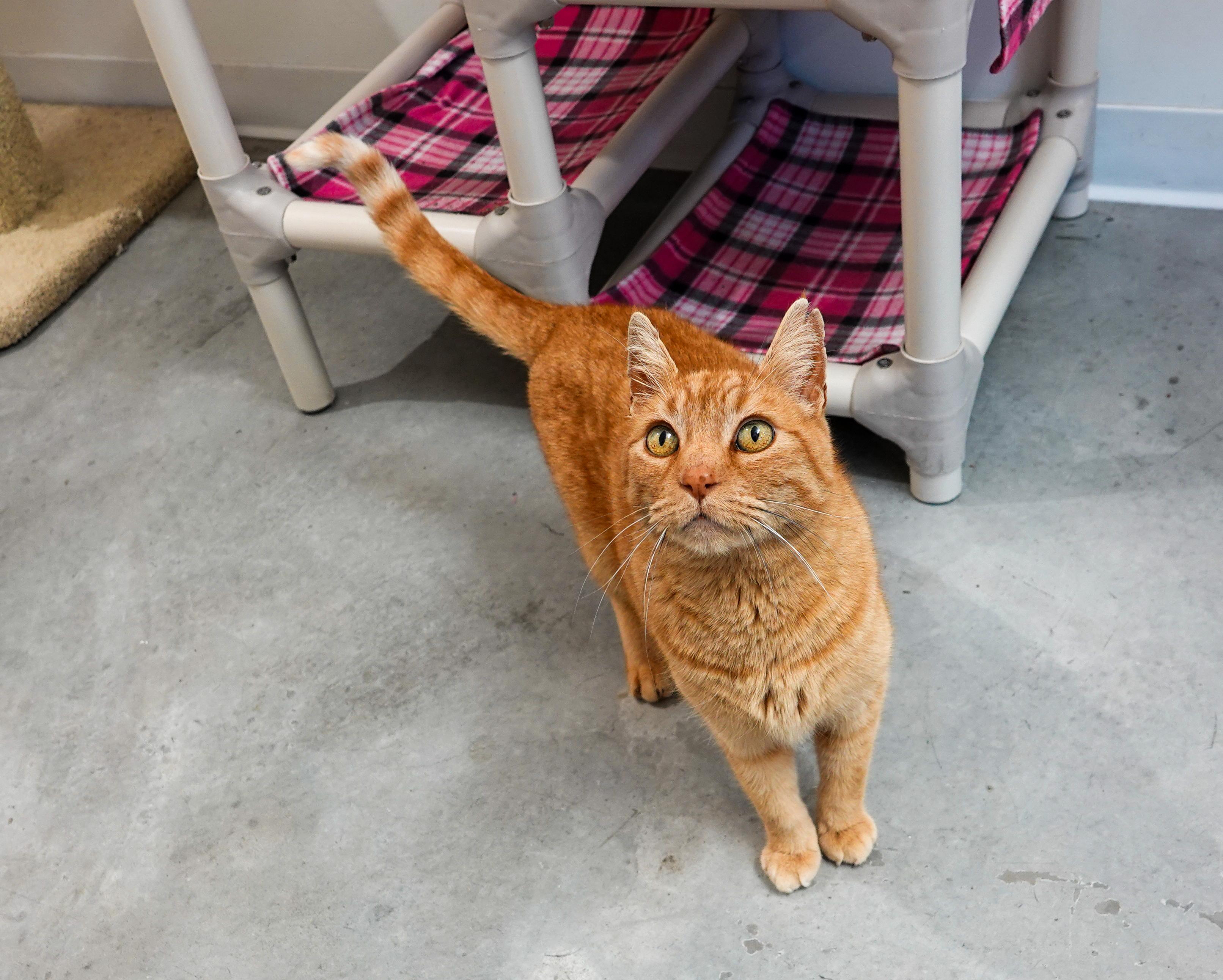Barcelona, a ADOPTABLE Domestic Short Hair in Boise, ID image 5/5