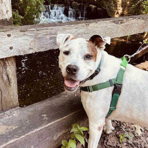 Enlarge Harley, a Adoptable Mixed Breed in Fairport, NY image 2/6
