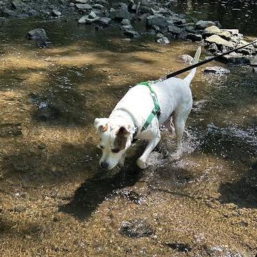 Enlarge Harley, a Adoptable Mixed Breed in Fairport, NY image 3/6