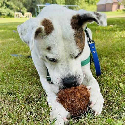 Enlarge Harley, a Adoptable Mixed Breed in Fairport, NY image 4/6
