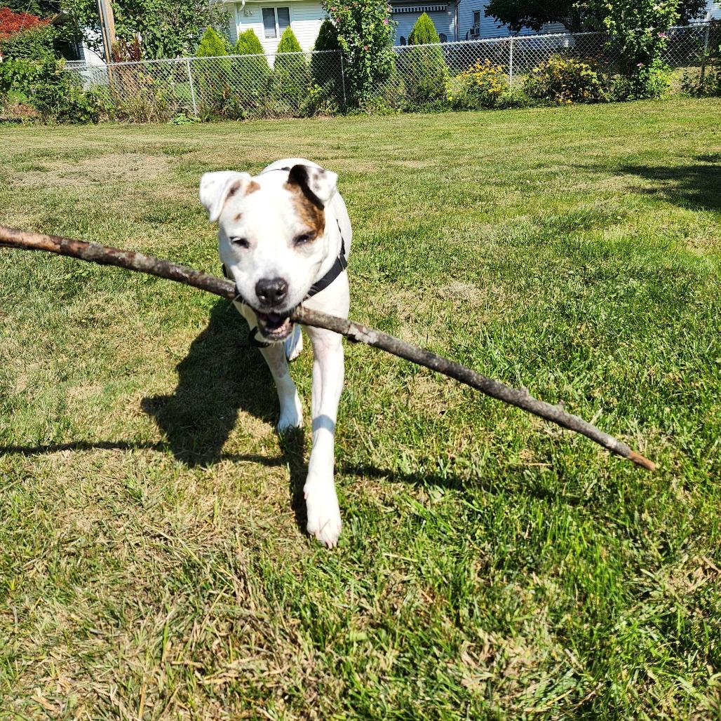 Enlarge Harley, a Adoptable Mixed Breed in Fairport, NY image 5/6