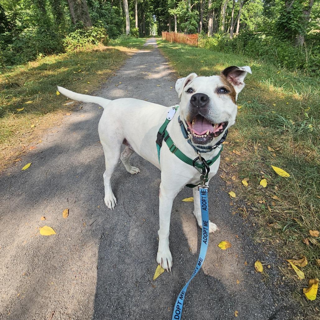 Enlarge Harley, a Adoptable Mixed Breed in Fairport, NY image 6/6
