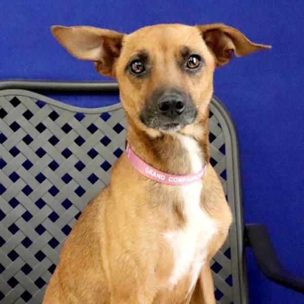 Enlarge Miss Fitt, a Adoptable mixed breed in Fort Davis, TX image 1/1