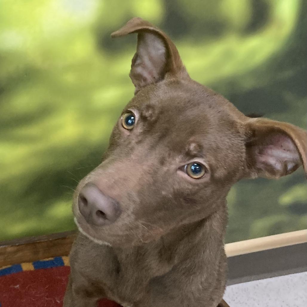 Enlarge Nutella, a Adoptable Mixed Breed in Auburn, NH image 1/4