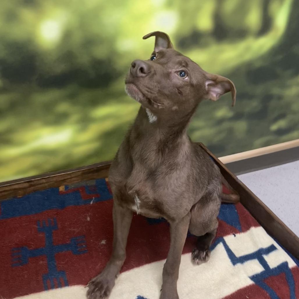 Enlarge Nutella, a Adoptable Mixed Breed in Auburn, NH image 2/4