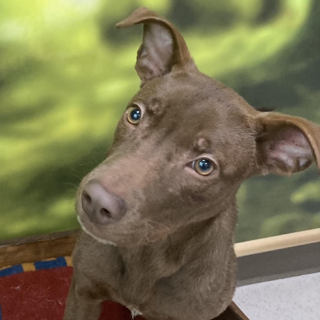 Enlarge Nutella, a Adoptable Mixed Breed in Auburn, NH image 3/4