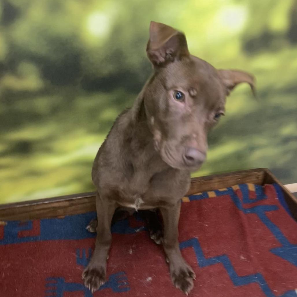 Enlarge Nutella, a Adoptable Mixed Breed in Auburn, NH image 4/4