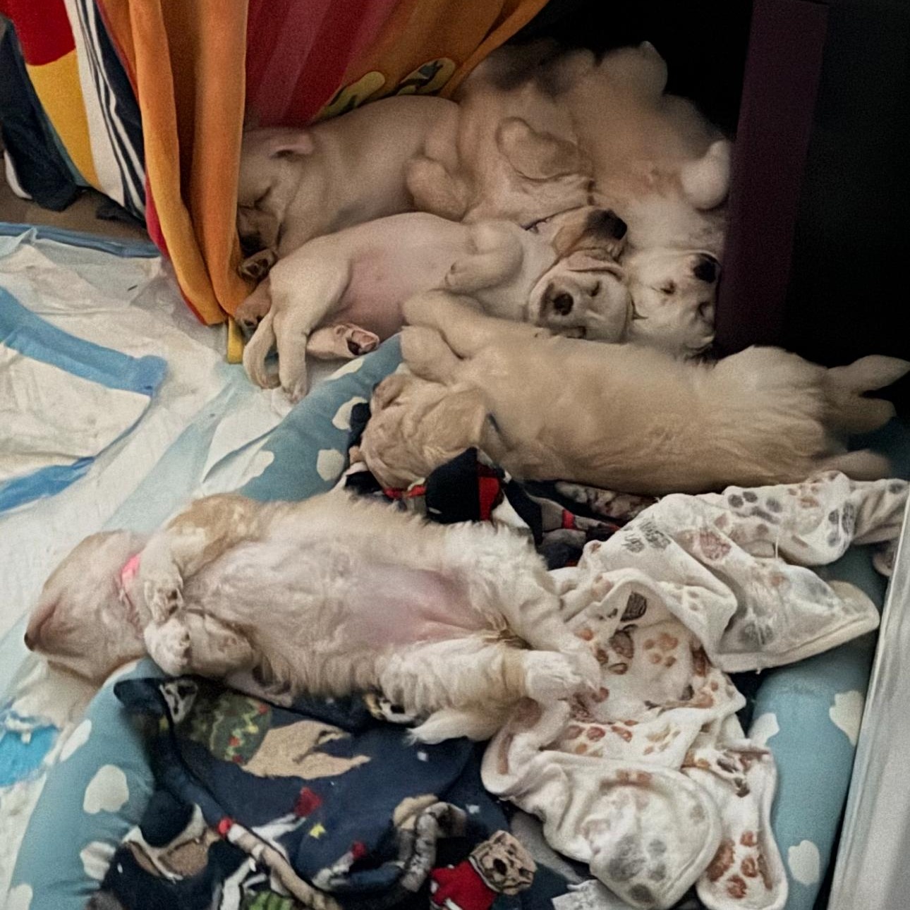 Enlarge Chip, an adopted mixed breed in Vacaville, CA image 5/5