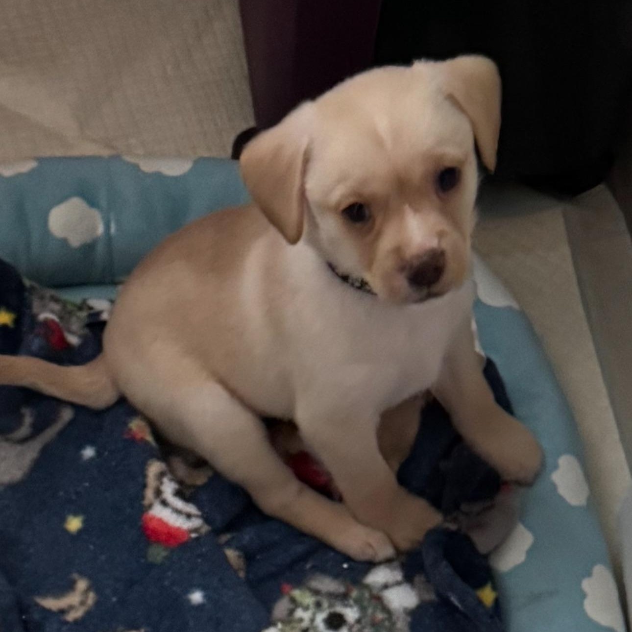 Enlarge Chip, an adopted mixed breed in Vacaville, CA image 2/5