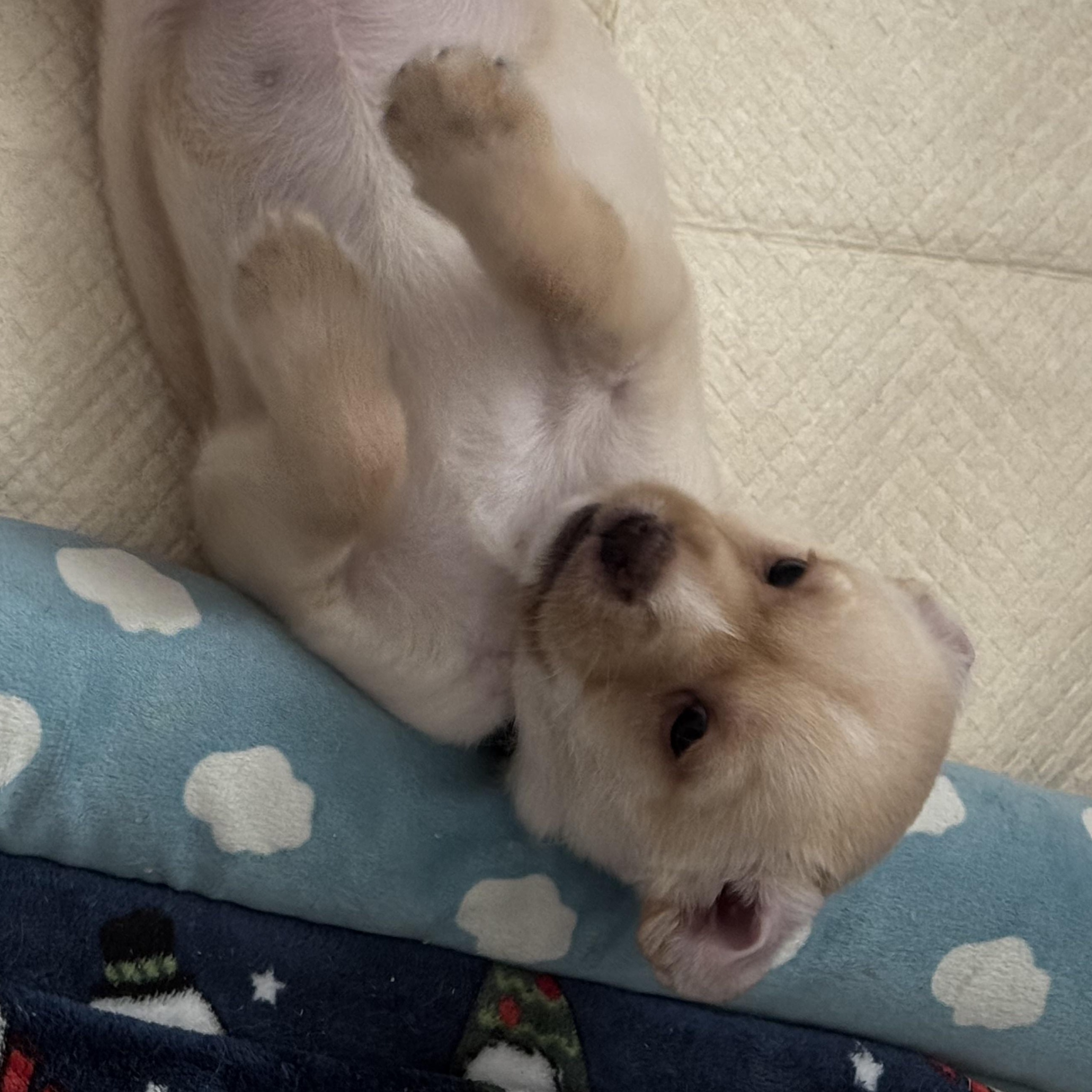 Enlarge Chip, an adopted mixed breed in Vacaville, CA image 3/5