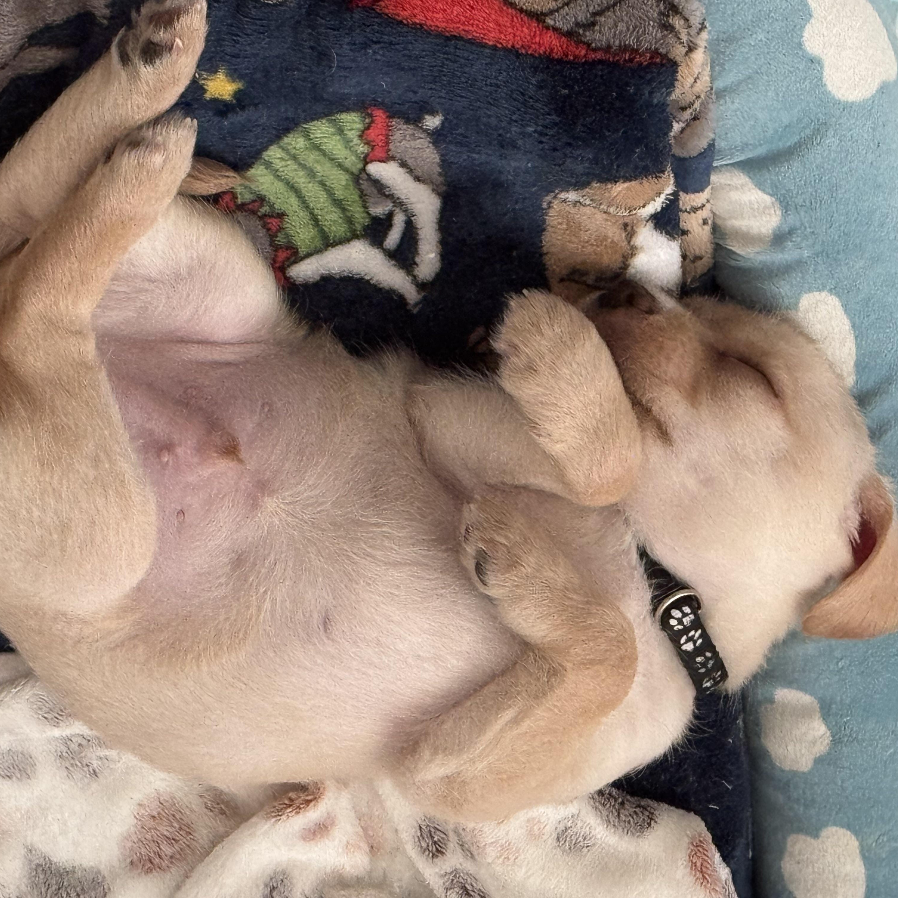 Enlarge Chip, an adopted mixed breed in Vacaville, CA image 1/5