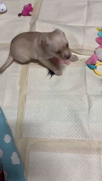 Enlarge Chip, an adopted mixed breed in Vacaville, CA video 4/5