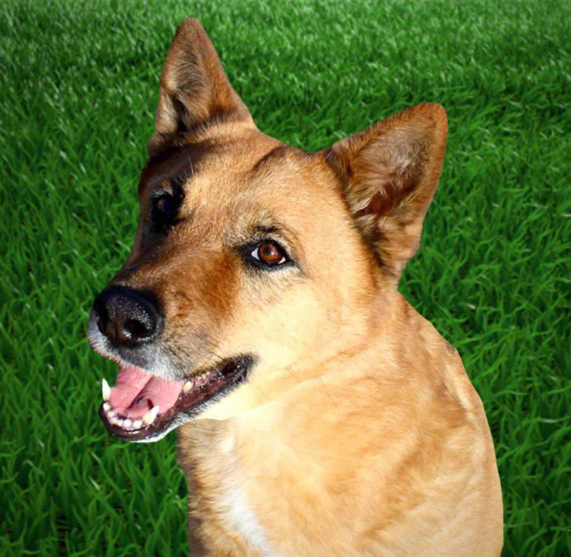 Chicki- looking for my home sweet home!, Adoptable, Adult Female German Shepherd Dog & Carolina Dog.