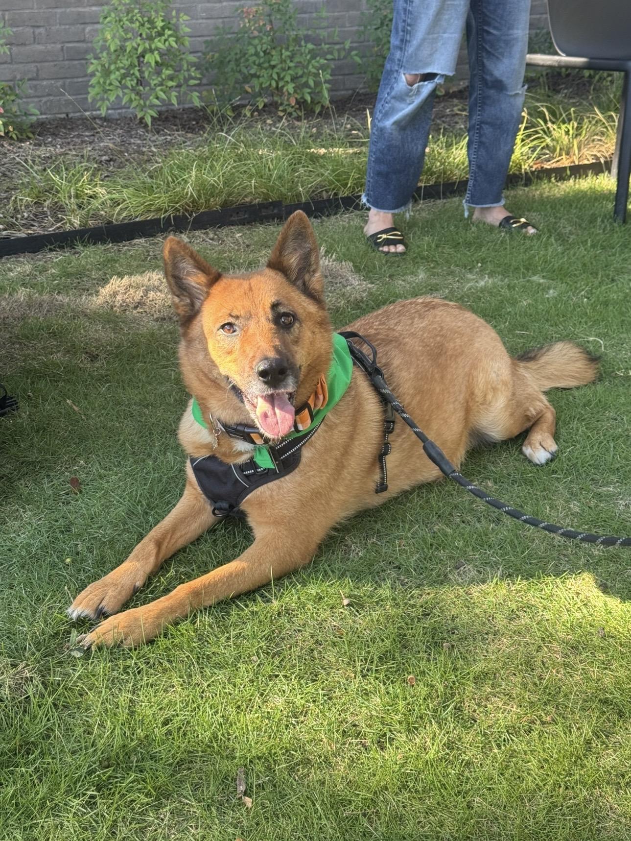 Enlarge CHICKI, a Adoptable mixed breed in Plantsville, CT image 3/5