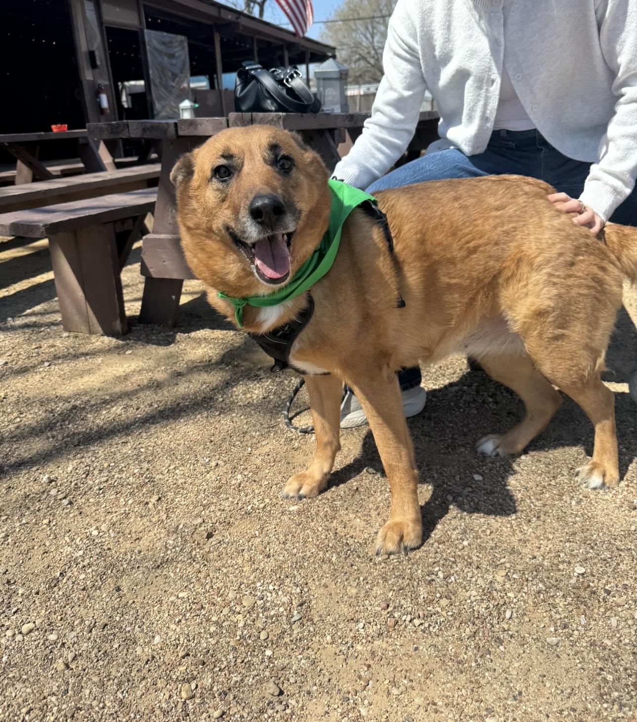 Enlarge CHICKI, a Adoptable mixed breed in Plantsville, CT image 4/5