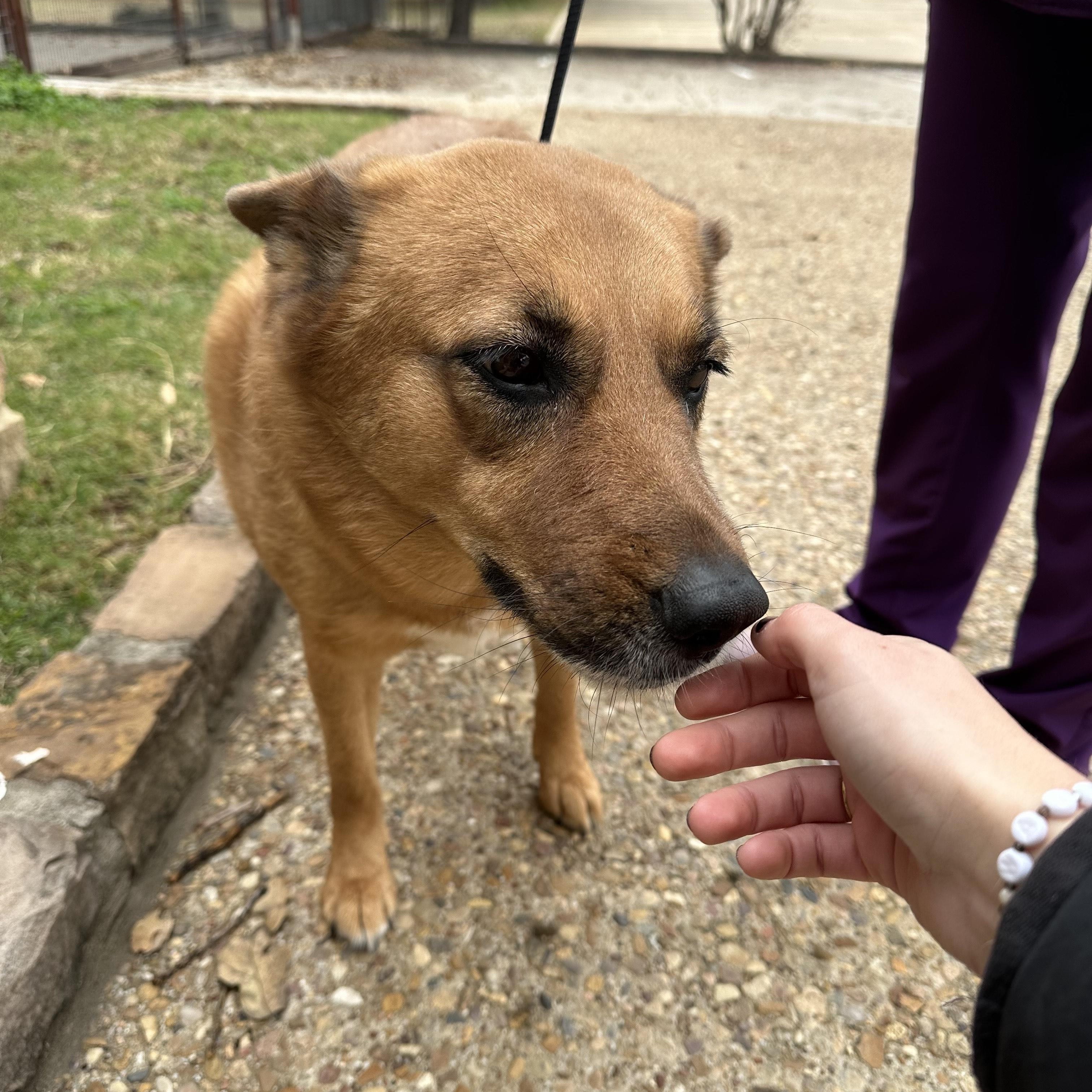 Chicki- looking for my home sweet home!, a Adoptable mixed breed in Plantsville, CT image 4/4