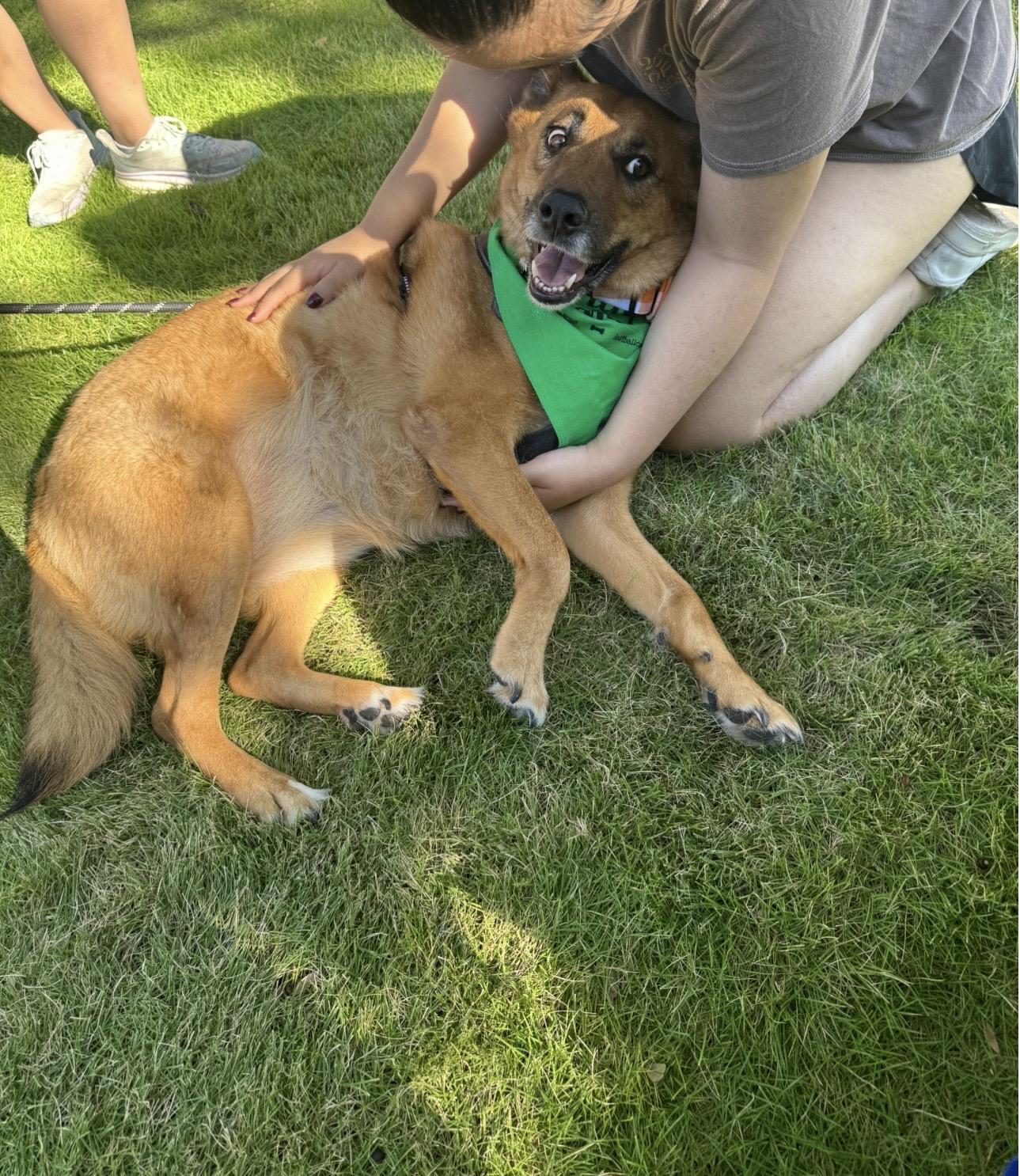 Enlarge CHICKI, a Adoptable mixed breed in Plantsville, CT image 5/5