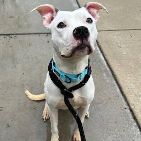 Enlarge Snow (ID 50734/906), an adopted American Staffordshire Terrier in Manassas, VA image 2/4