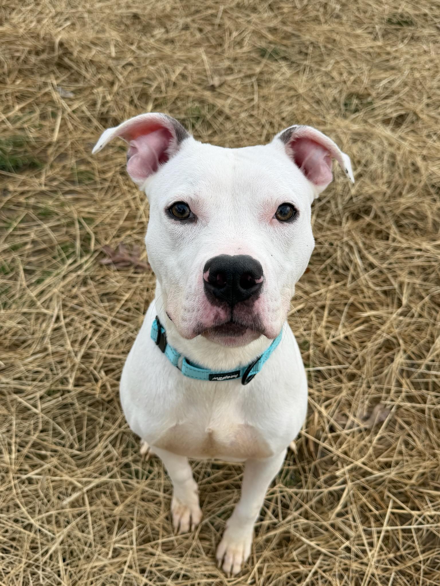 Enlarge Snow (ID 50734/906), an adopted American Staffordshire Terrier in Manassas, VA image 1/4