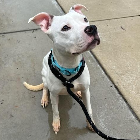 Enlarge Snow (ID 50734/906), an adopted American Staffordshire Terrier in Manassas, VA image 3/4