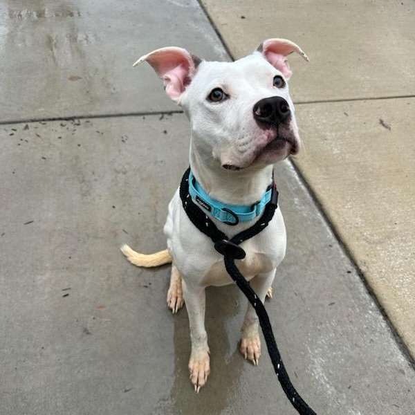 Enlarge Snow (ID 50734/906), an adopted American Staffordshire Terrier in Manassas, VA image 4/4