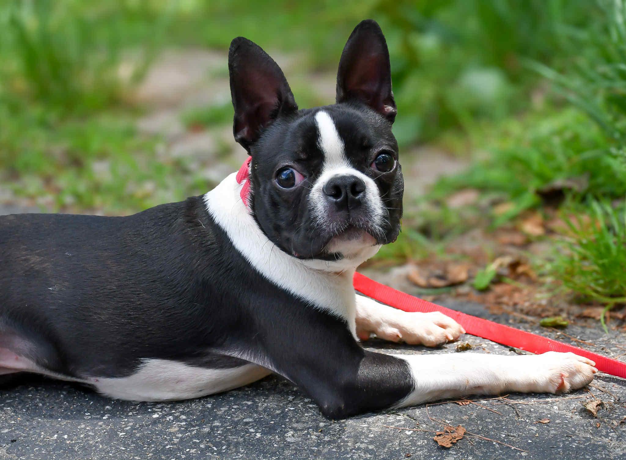 Meet Champ in NH! Come Meet our Adoptable Dogs Wednesday-Saturday. More info in Bio!