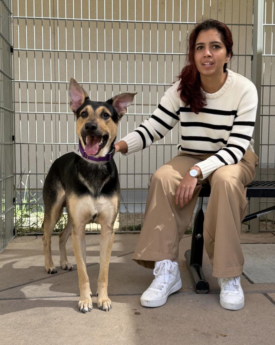 Enlarge Gus, a Adoptable mixed breed in Davis, CA image 5/5
