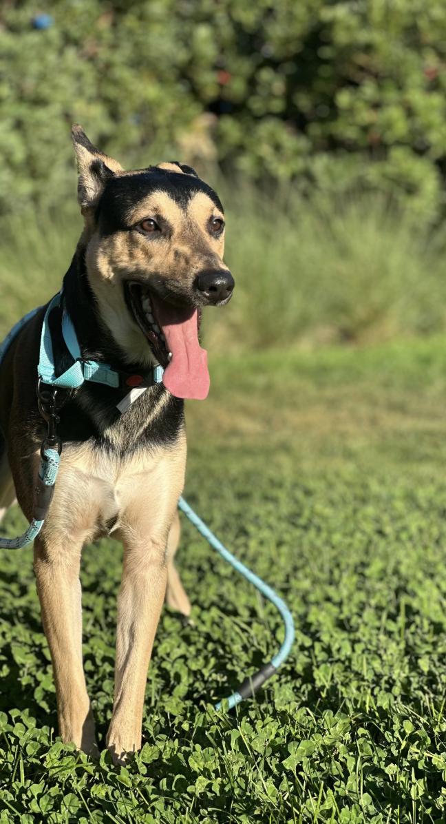 Enlarge Gus, a Adoptable mixed breed in Davis, CA image 1/5