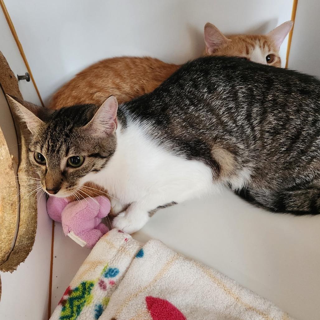 Strider, Adoptable, Young Female Domestic Short Hair.