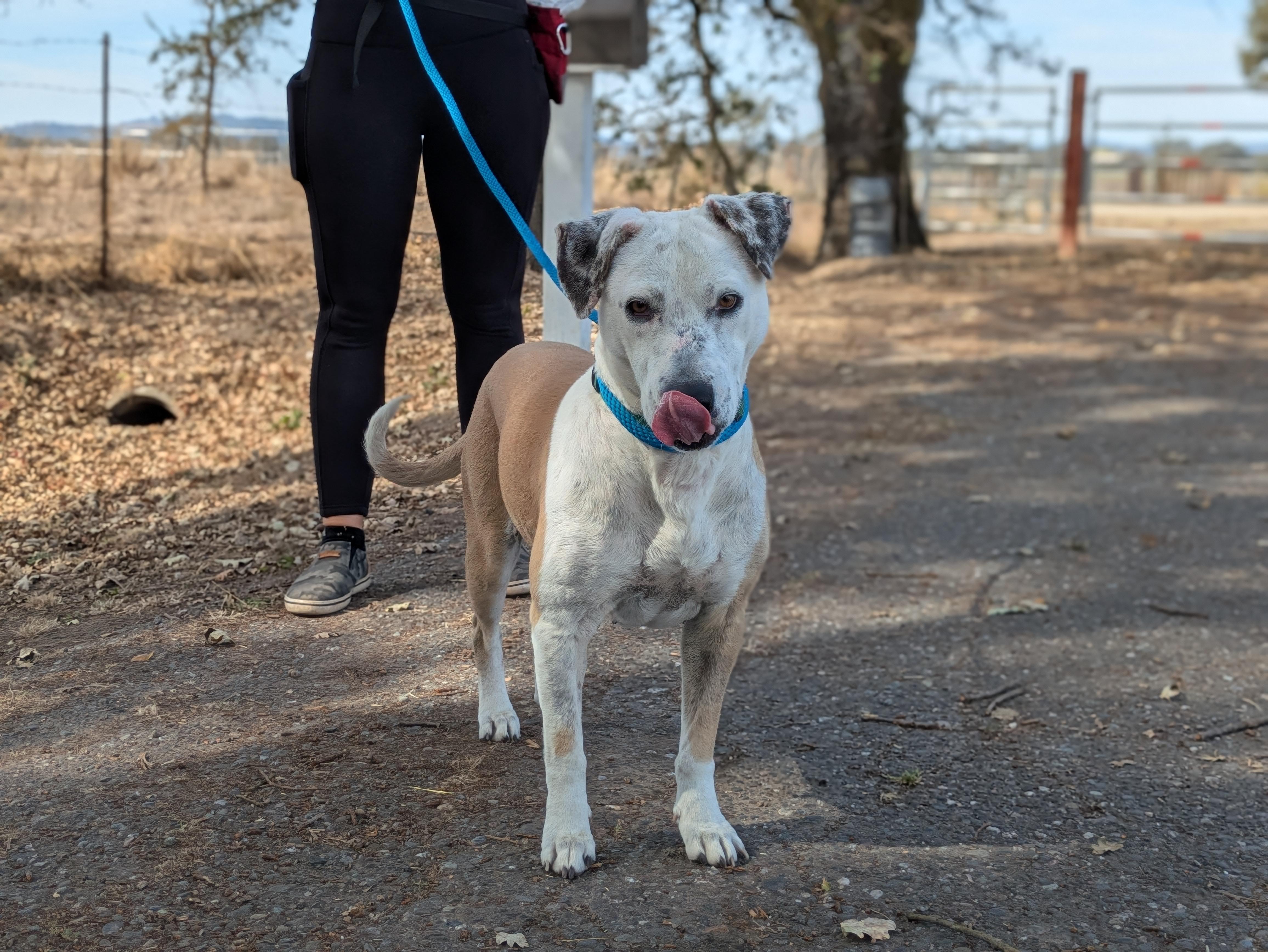 Enlarge Luchita, a Adoptable mixed breed in Santa Rosa, CA image 2/4