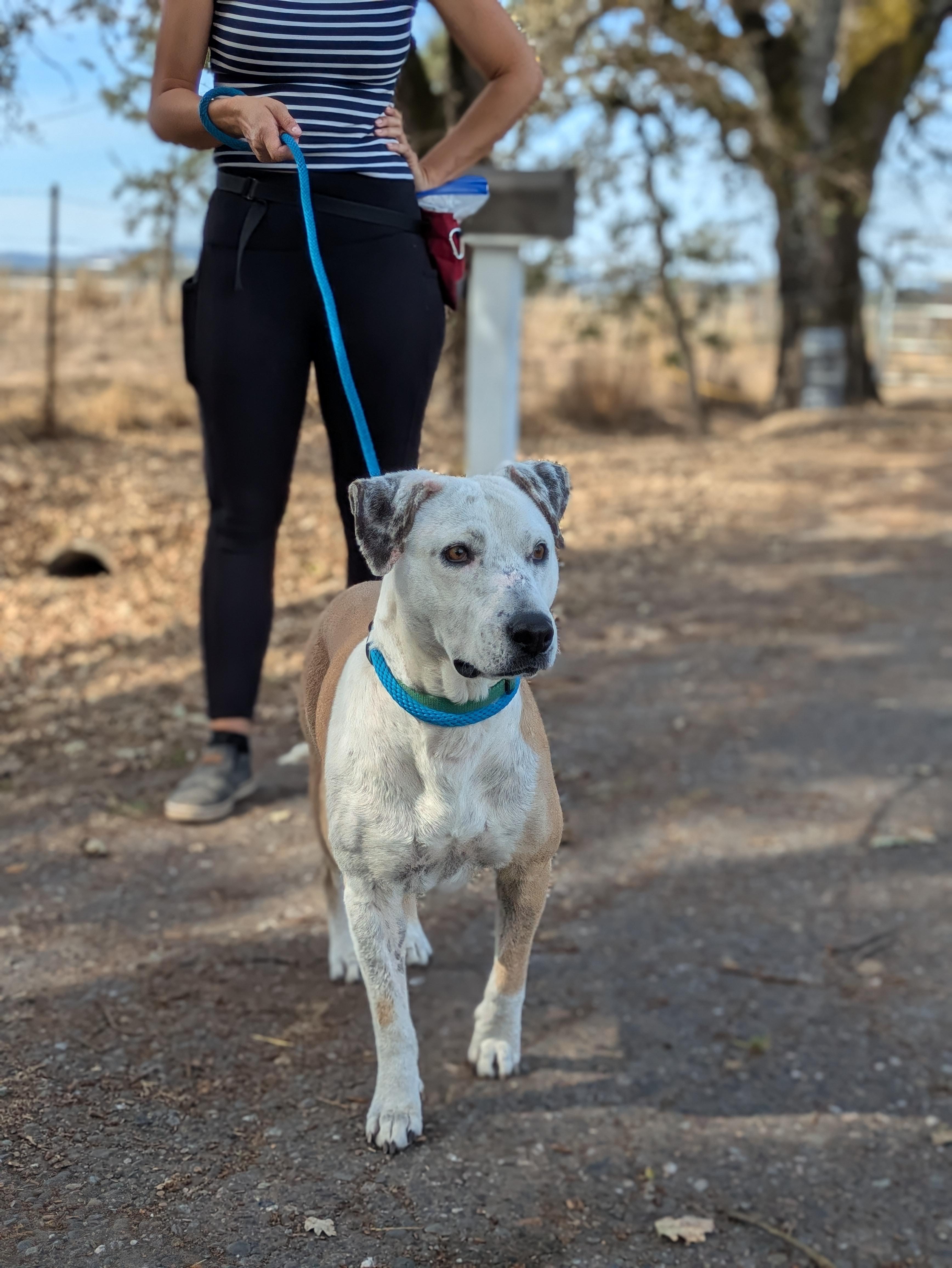 Enlarge Luchita, a Adoptable mixed breed in Santa Rosa, CA image 4/4