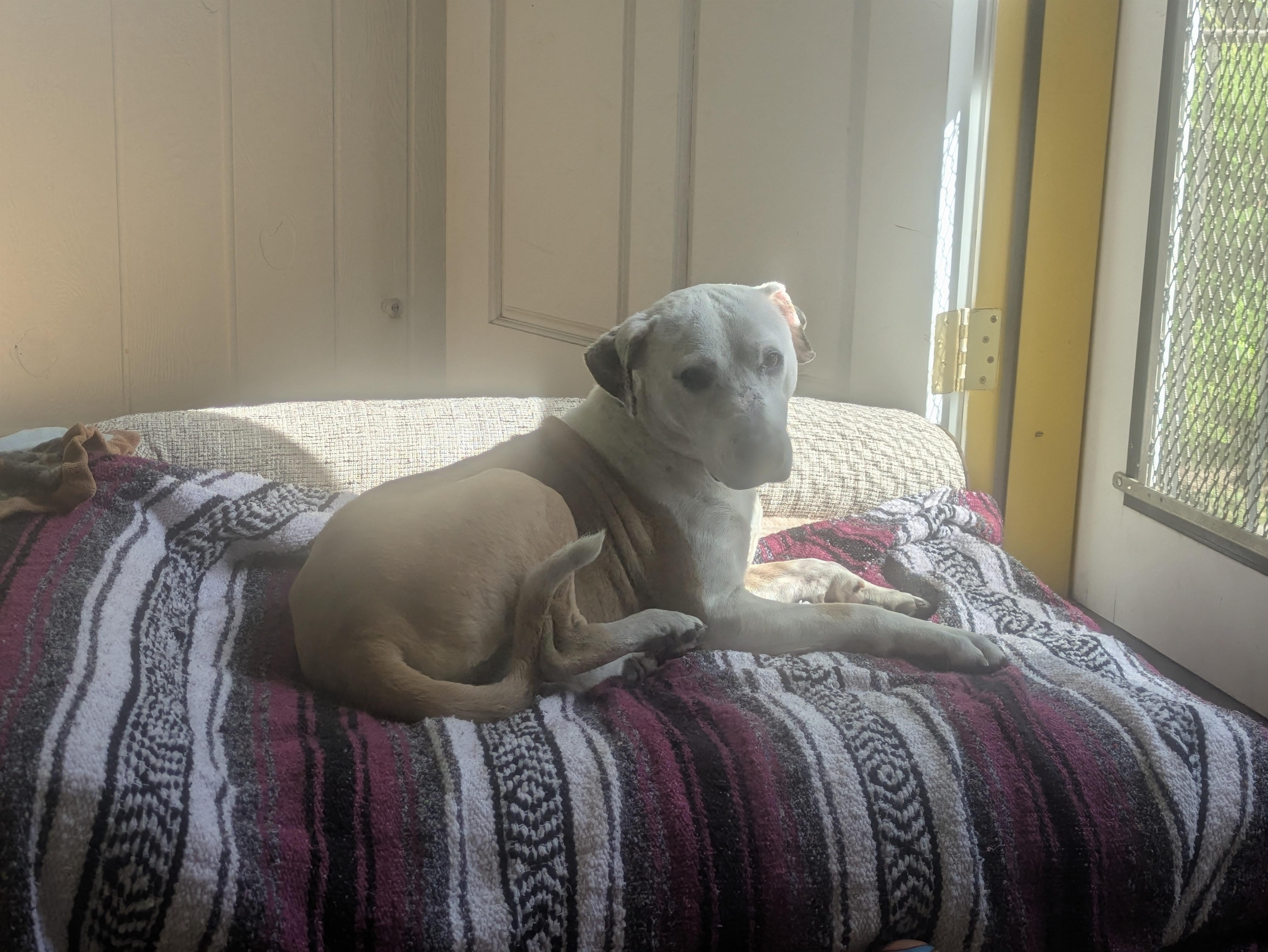 Enlarge Luchita, a Adoptable mixed breed in Santa Rosa, CA image 3/4