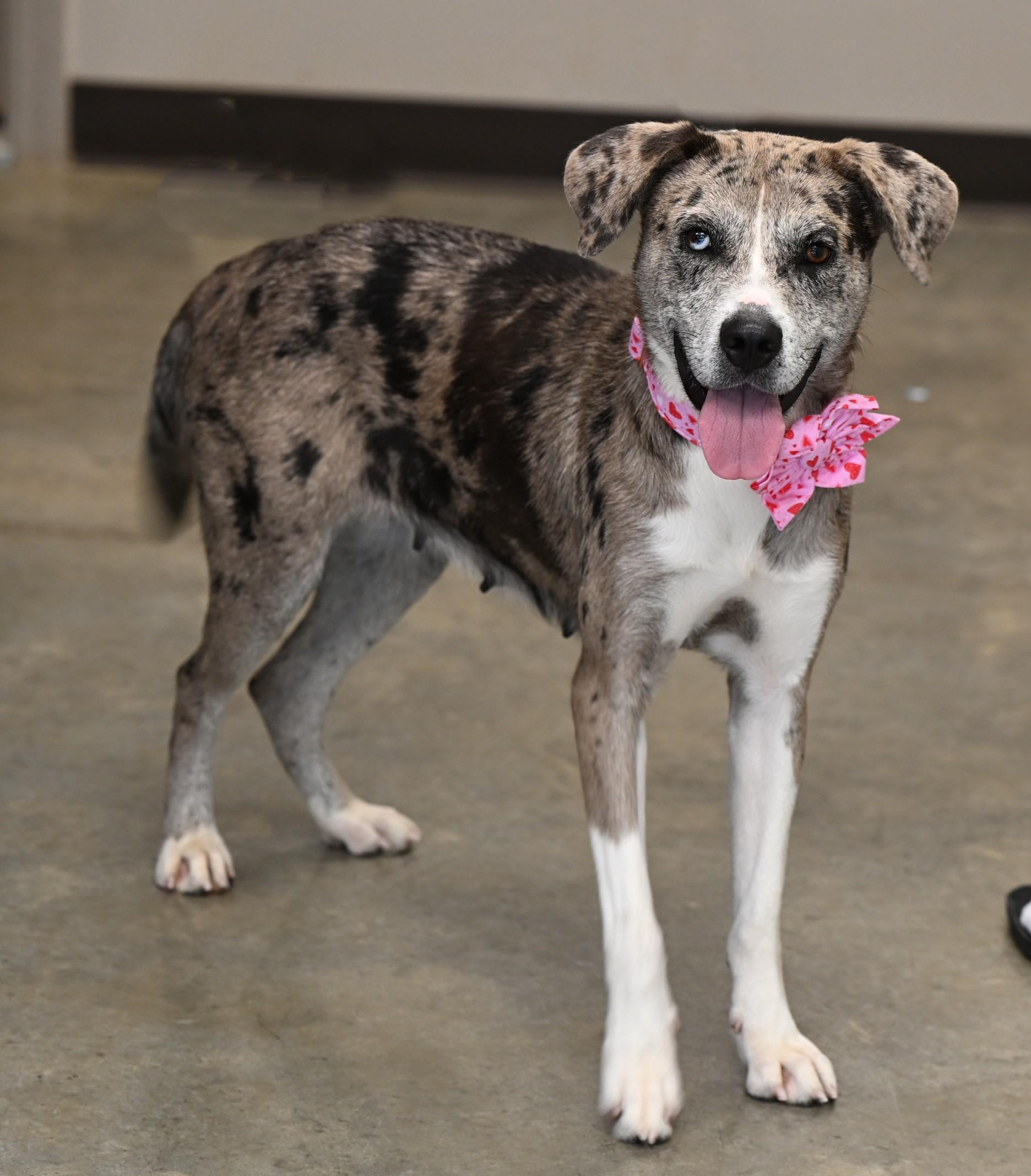Laney, Adoptable, Adult Female Catahoula Leopard Dog.