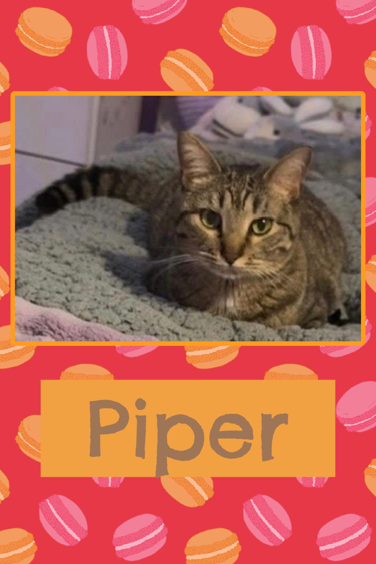 Piper, Adoptable, Adult Female Domestic Short Hair.