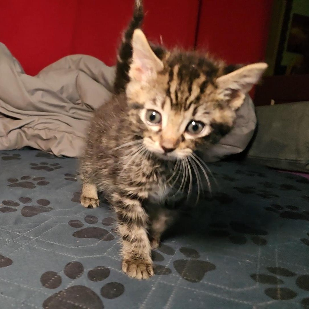 Enlarge S'MORES , a ADOPTABLE Tabby in Fletcher, OK image 3/6