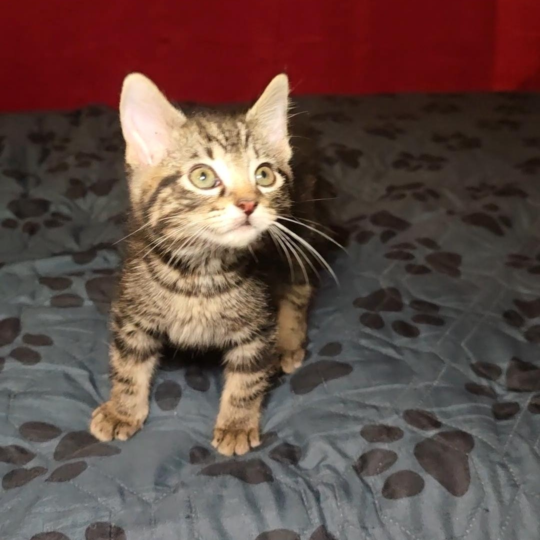 Enlarge S'MORES , a ADOPTABLE Tabby in Fletcher, OK image 5/6