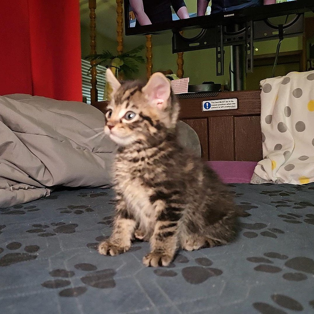 Enlarge S'MORES , a ADOPTABLE Tabby in Fletcher, OK image 4/6