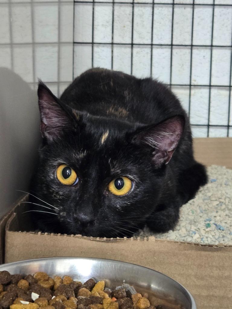 Makina, Adoptable, Kitten Female American Shorthair.