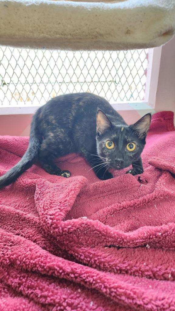 Makina, a Adoptable American Shorthair in Mangilao, GU image 2/2