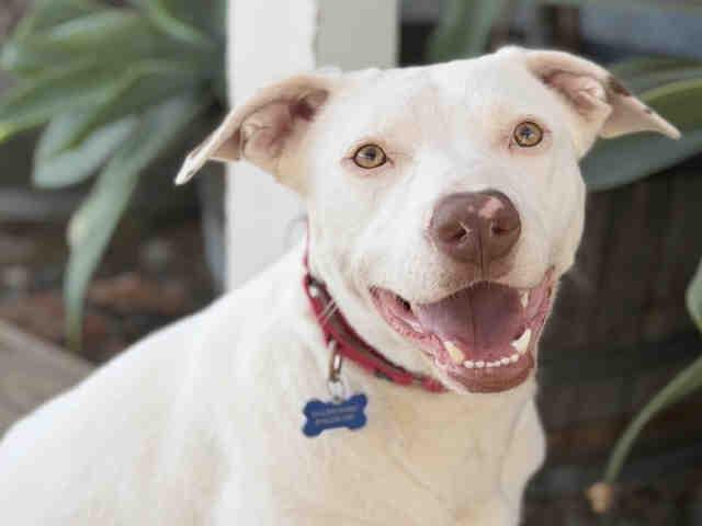 Enlarge SAVANAH, a Adoptable mixed breed in Bonita, CA image 1/1