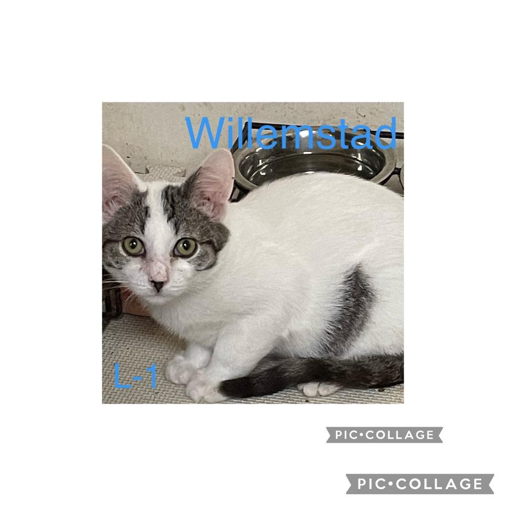 Willem TCC, a Adoptable Domestic Short Hair in Mount Laurel, NJ image 1/5