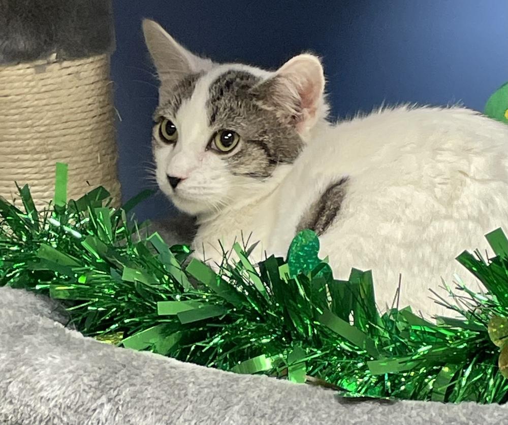 Willem TCC, a Adoptable Domestic Short Hair in Mount Laurel, NJ image 2/5