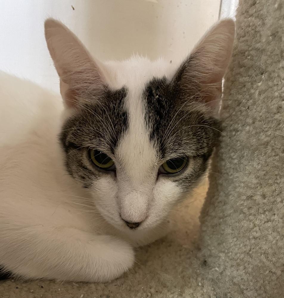 Willem TCC, a Adoptable Domestic Short Hair in Mount Laurel, NJ image 3/5