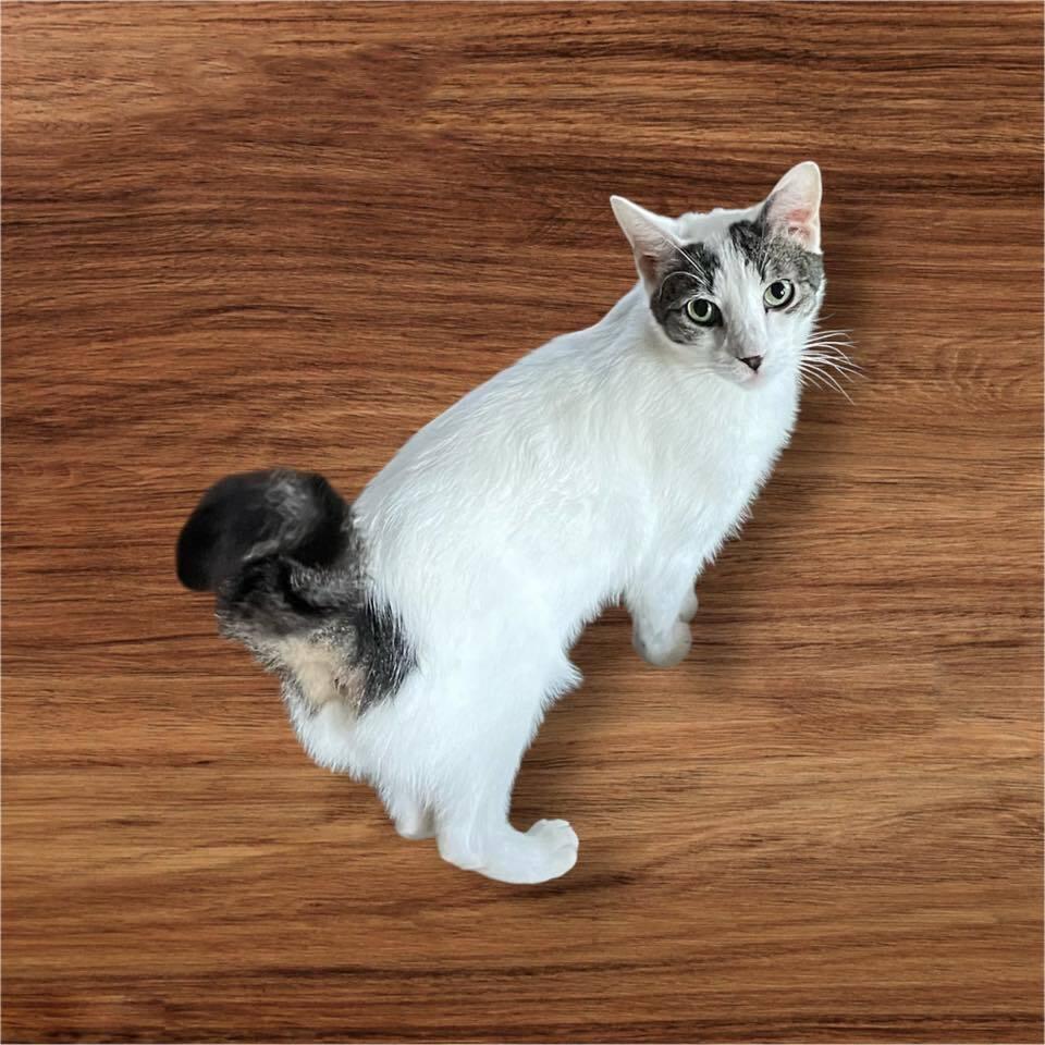 Willem TCC, a Adoptable Domestic Short Hair in Mount Laurel, NJ image 5/5