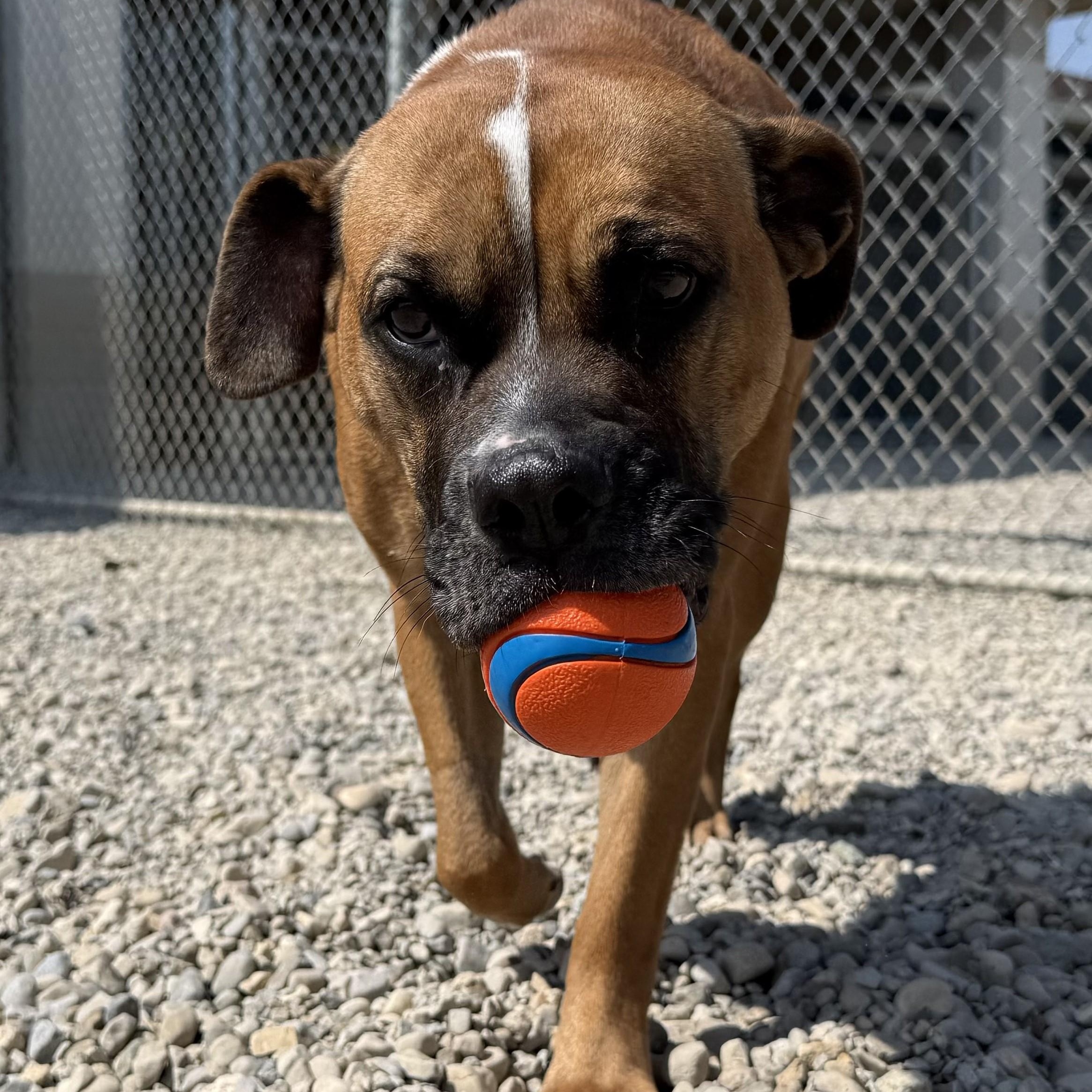 Sierra, Adopted, Young Female Boxer & English Bulldog.