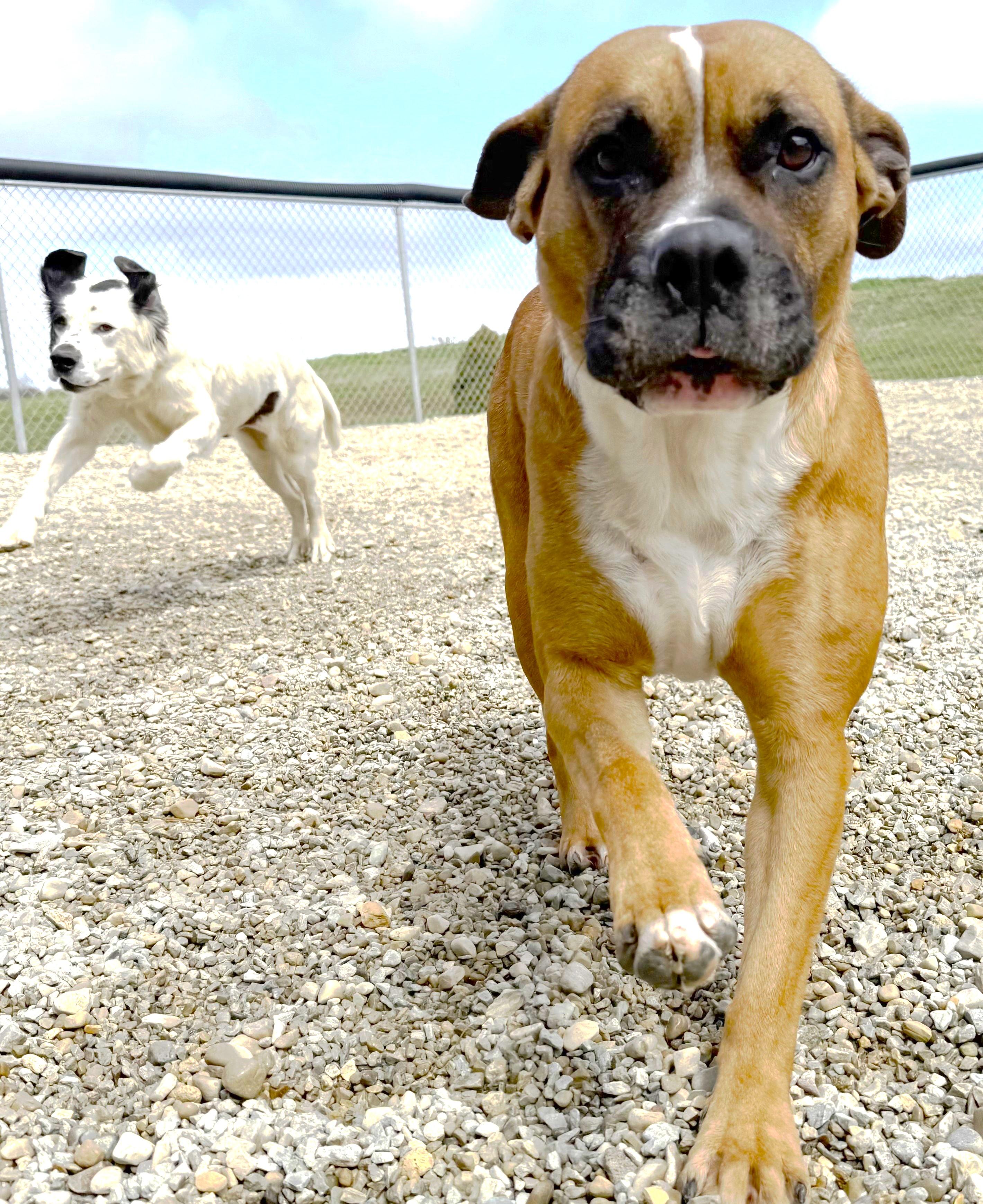 Enlarge Sierra, a Adopted mixed breed in Wilmington, OH image 6/6
