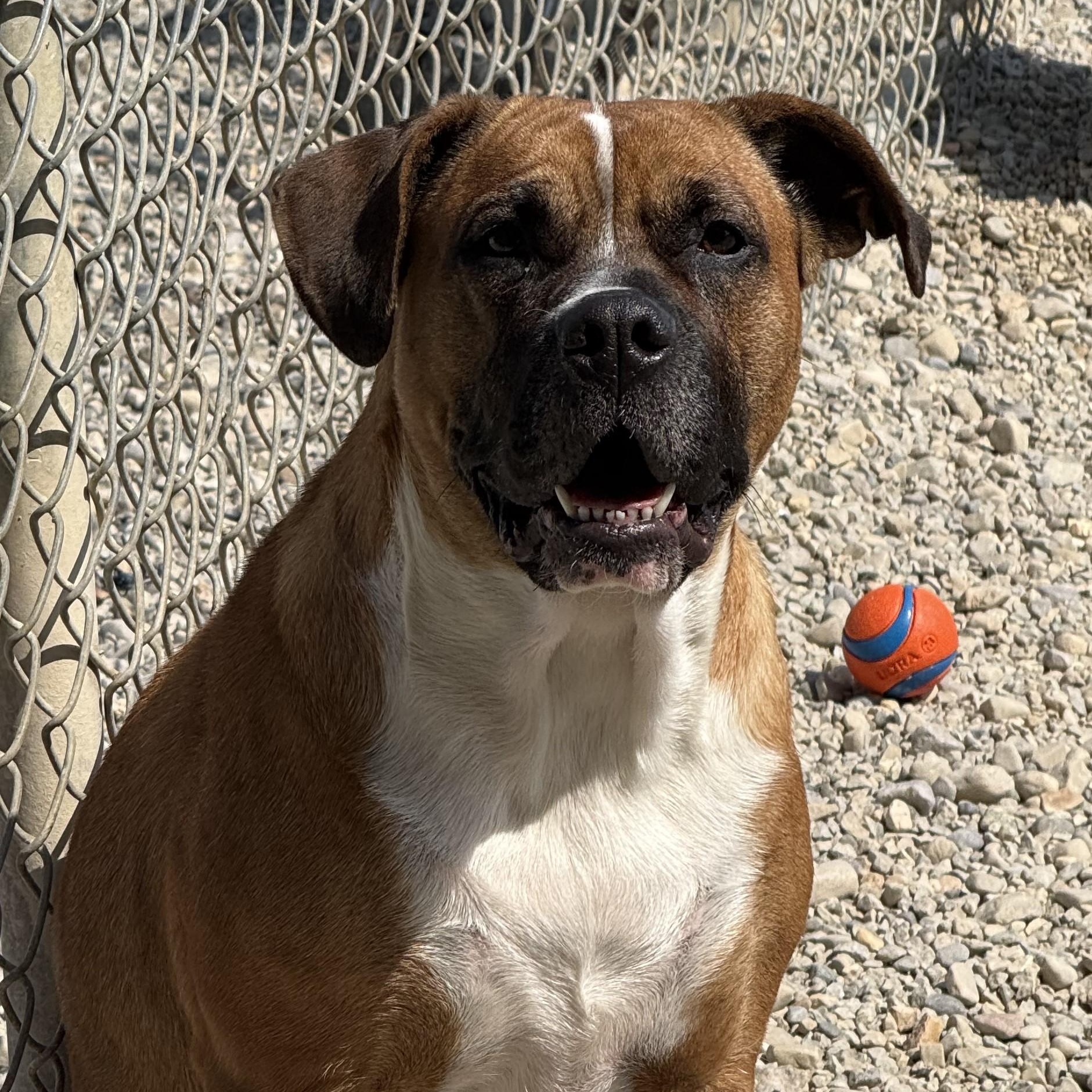 Enlarge Sierra, a Adopted mixed breed in Wilmington, OH image 5/6