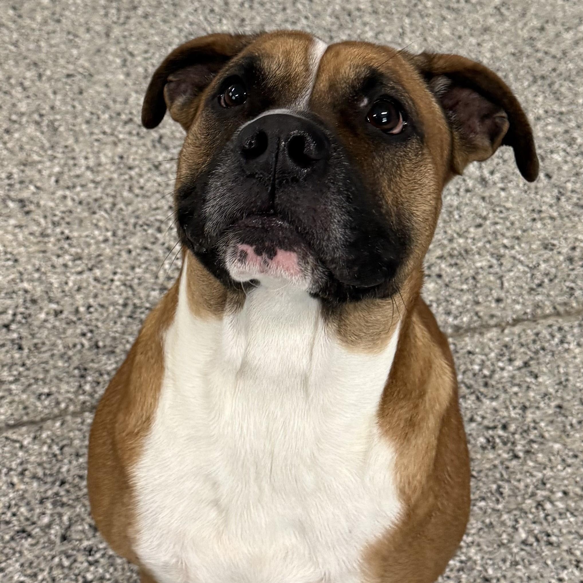 Enlarge Sierra, a Adopted mixed breed in Wilmington, OH image 3/6