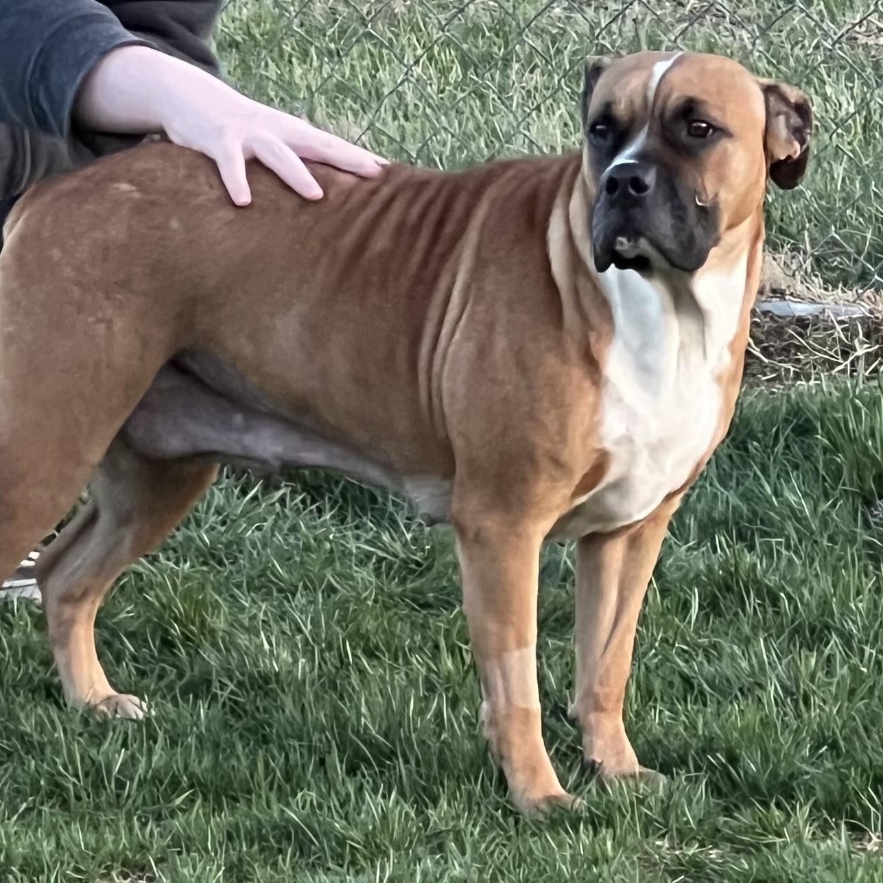 Enlarge Sierra, a Adopted mixed breed in Wilmington, OH image 4/6